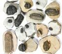 Lot: Assorted Devonian Trilobites - Pieces #120383-1